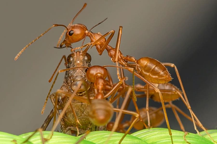 Close-up of ants on a leaf
