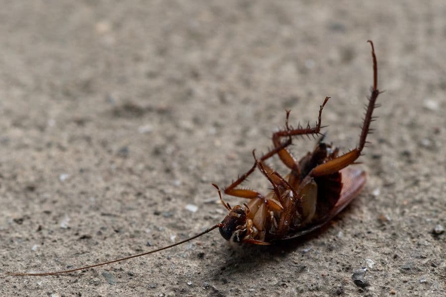 Close-up of a cockroach