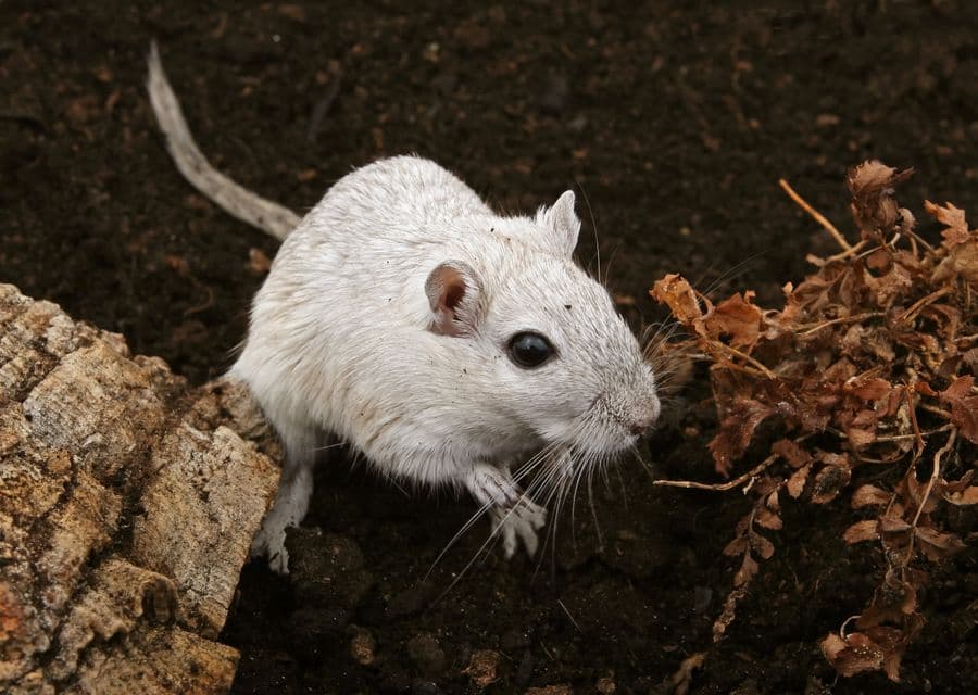 Mouse in natural ground cover