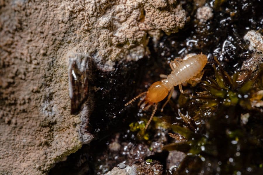 Close-up of a termite on wood